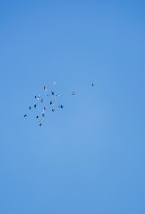 flock of birds flying in blue sky