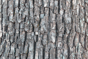 Wooden Texture