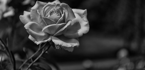 Einzelne Rose, monochrom, Panorama