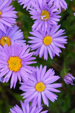 Aster alpinus dunkle schone purple flowers vertcal close up