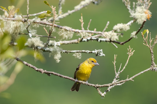 flame-colored tanager (Piranga bidentata)