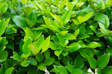 Wax leaf ligustrum green shrub