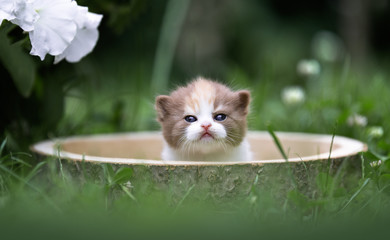 Niedliches Katzenbaby auf der Wiese im Garten