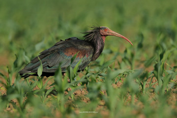 ibis eremita in campo di mais