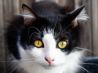 Chat noir et blanc, Regard