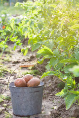 First harvest of potatoes in garden