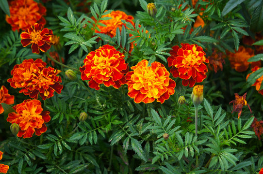 Tagetes patula carmen flowers red and orange with green leaves
