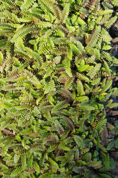 Cotula potentillina green plant background