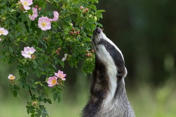 European badger is standing on his hind legs and sniffing a wild rose flower