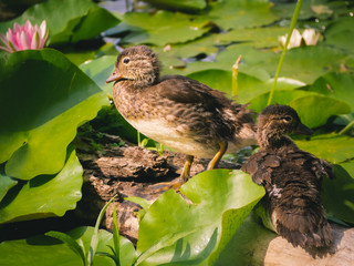 Entengeschwister am Teich