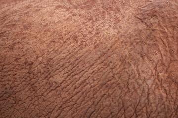 Baby Elephants at the Animal Orphanage, Kenya
