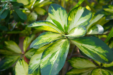 Euonymus japonicus evergreen spindle shrub leaves