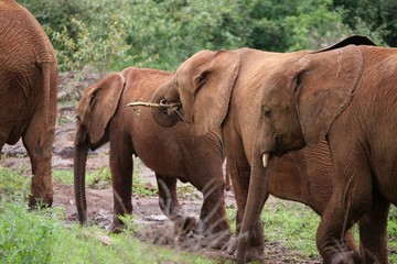 Baby Elephants at the Animal Orphanage, Kenya