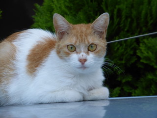 車の屋根の上にいた猫