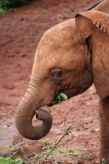 Fototapeta na wymiar Baby Elephants at the Animal Orphanage, Kenya