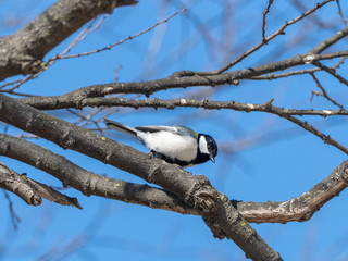 シジュウカラ