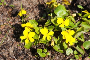 viola orbiculata round-leaved yellow flowers