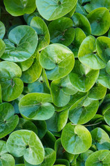 Asarum europaeum or asarabacca or european wild ginger green plant background