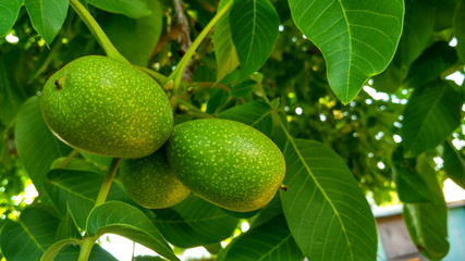Three green ripening walnut fruit. Juglans regia. Close up view_2