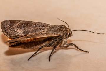 moth