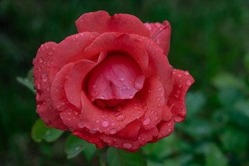 Garden roses covered with rain droplets. Red, yellow, pink roses in the garden. Raindrops, dew on the petals and leaves of roses. Beautiful blooming roses.