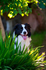 Dog breed Border Collie