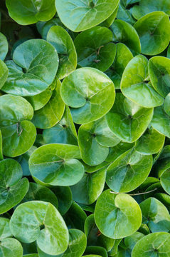Asarum europaeum or asarabacca or european wild ginger green plant background