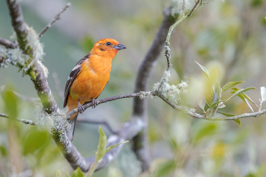 flame-colored tanager (Piranga bidentata)