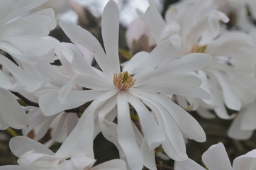 Weiße Blume vom Baum