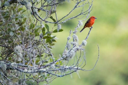 flame-colored tanager (Piranga bidentata)
