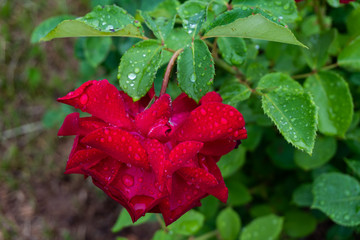 Garden roses covered with rain droplets. Red, yellow, pink roses in the garden. Raindrops, dew on the petals and leaves of roses. Beautiful blooming roses.