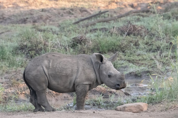 Obraz premium A baby white rhino exploring, iMfolozi, South Africa.