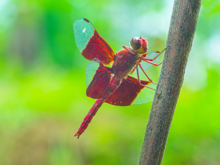 beautiful dragonfly(grasshopper).The colors on dragonfly were very beautiful The environment was very modest