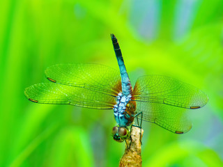 beautiful dragonfly(grasshopper).The colors on dragonfly were very beautiful The environment was very modest