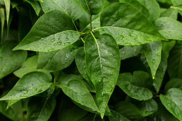 green leaves with water drops after the rain