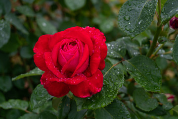 Garden roses covered with rain droplets. Red, yellow, pink roses in the garden. Raindrops, dew on the petals and leaves of roses. Beautiful blooming roses.