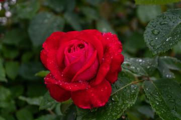 Garden roses covered with rain droplets. Red, yellow, pink roses in the garden. Raindrops, dew on the petals and leaves of roses. Beautiful blooming roses.
