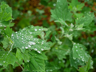 goutte de pluie