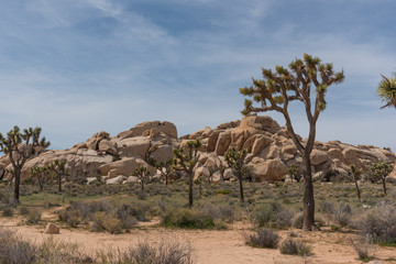 Joshua Trees in the rocky desert landscape of Joshua Tree National Park