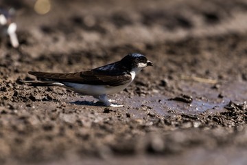 Mehlschwalbe (Delichon urbicum) im Fließtal Lübars in Berlin 