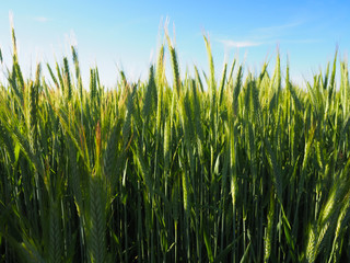 Obraz premium grain field growing up in the summer