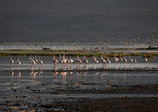 Flamingos, Lake Abbe, Djibouti
