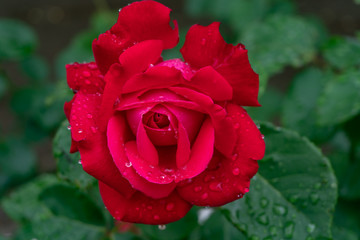 Garden roses covered with rain droplets. Red, yellow, pink roses in the garden. Raindrops, dew on the petals and leaves of roses. Beautiful blooming roses.