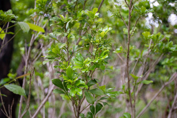 chinese rice flower or chinese perfume plant  is in aglaia odorata species and in the family Meliaceae.