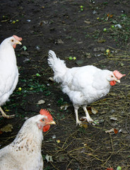 A group of three white chickens looking at the camera in the open air. Close-up.