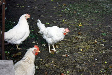 A group of three white chickens looking at the camera in the open air. Close-up.