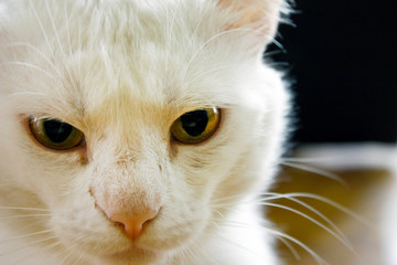 Domestic white albino cat with yellow eyes. Cat eyes are closing. White wool. A large plan on a dark background.