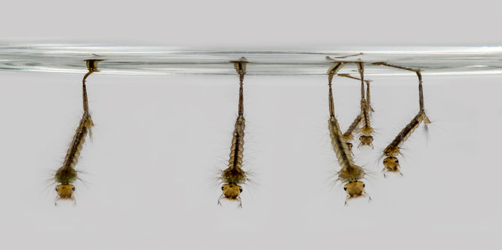 Gnat larvae are hanging on the water surface against a gray background