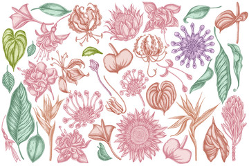 Vector set of hand drawn pastel african daisies, fuchsia, gloriosa, king protea, anthurium, strelitzia