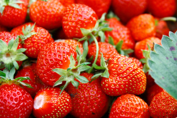 Background of red ripe strawberries. Summer ripe berries, closeup.